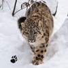 Snow Leopard Chase