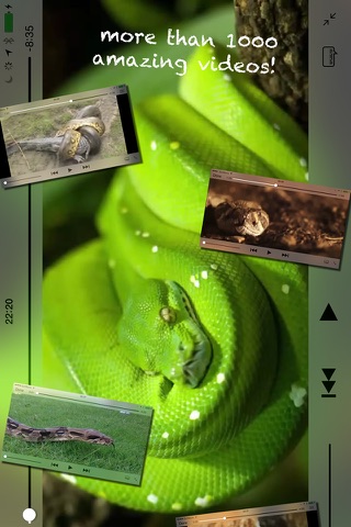 THE SNAKES screenshot 2