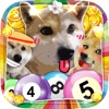 Doge Ball Bingo Pop Version : “ A Dogs Casino Best Friend Vegas Dogeball Edition ”