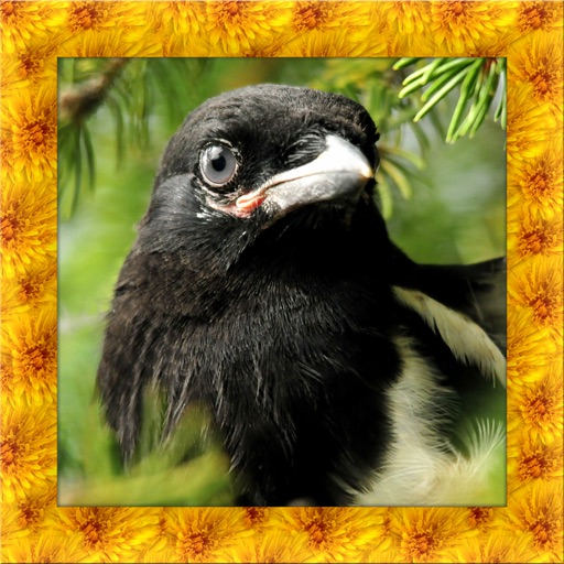 Magpie Bird Simulator by Chroma Club