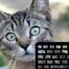 Cats Keyboard