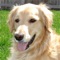 Highlight Feature of Golden Retriever Guide:
