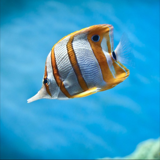 Fish - Aquarium icon