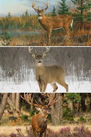 Deer Hunting Wallpapers - Best Collection Of Deer Wallpapers screenshot 4