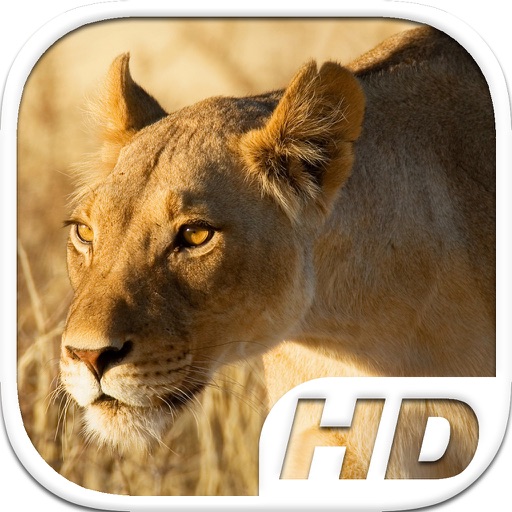 Lioness Simulator HD Animal Life