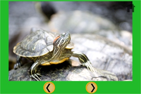 beautiful turtle for kids - no ads screenshot 4
