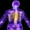 Human Biology : Skeletal System Quiz