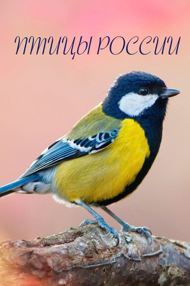 Птицы России - золотые голоса родной природы free version