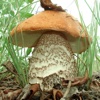 Mushrooms Encyclopedia Pro