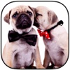 A Cute Dogs Slide Puzzle Pro - Silly Shih Tzu, Terriers and Bulldogs Posing For The Camera