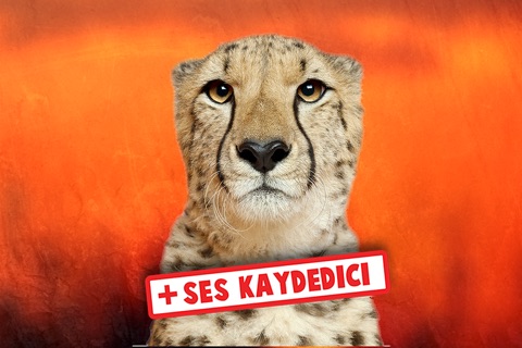 Wildlife Safari Photo Memo Puzzle Free screenshot 3