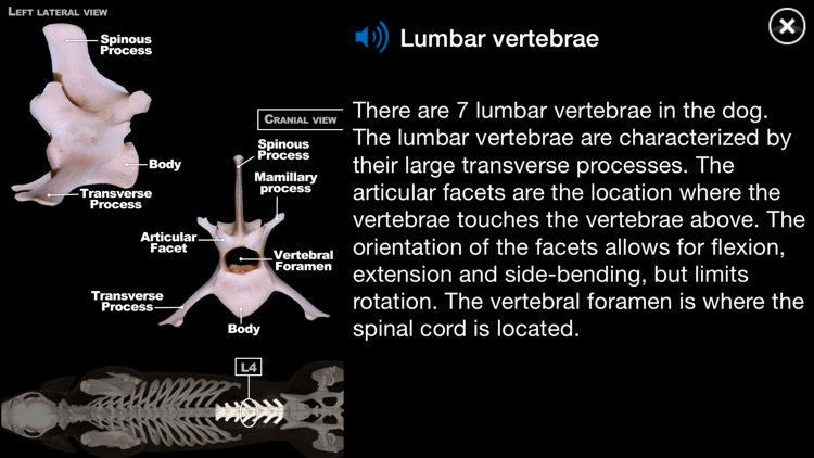 Dog Anatomy: Canine 3D screenshot-3
