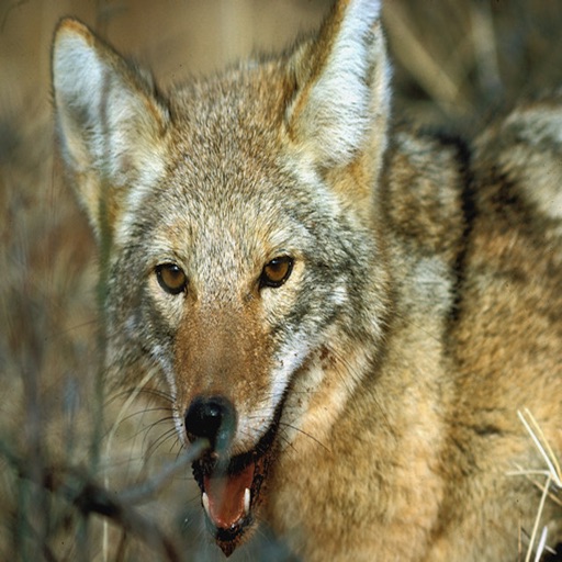 Coyote - Wild Animal Sound Board, Ringtones and More. by Michael Nowak
