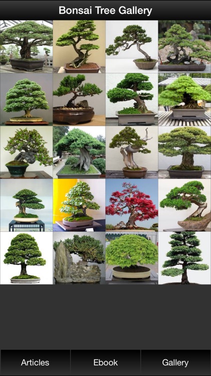 Bonsai Tree Guide - Everything You Need To Know Bonsai Tree !