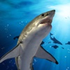 Shark Tank: Swim Race