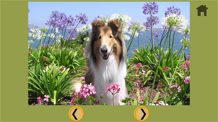 dogs pictures to win for kids - free game screenshot-4