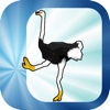 Sprint on ostrich