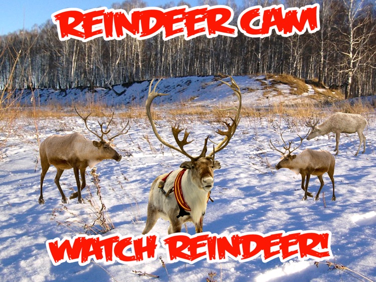 ReindeerCam - Watch Santa's Reindeer & More screenshot-3