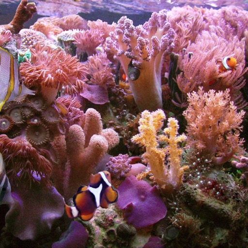 Coral Reefs Wiki
