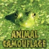 Animal Camouflage - CLIL Reader