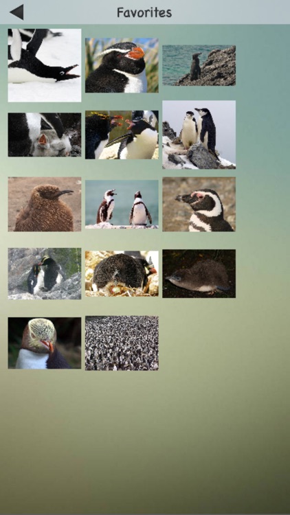 Penguins Guru screenshot-3