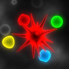 Activities of Bio Domination