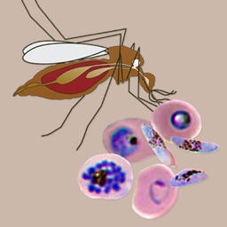 Central American Malaria Vectors