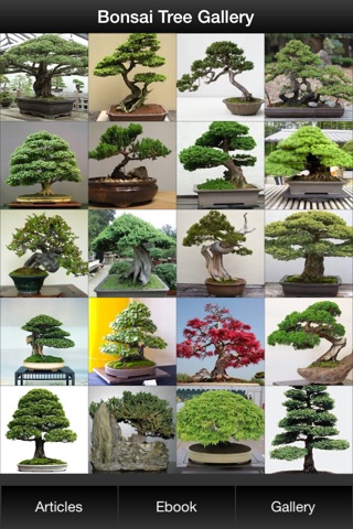 Bonsai Tree Guide - Everything You Need To Know Bonsai Tree ! screenshot 2