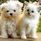 Cats and Dogs Expert is a collection where you can find detailed info and great photos