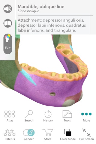 Human Anatomy Atlas 7 for Springer – 3D Anatomical Model of the Human Body screenshot 4