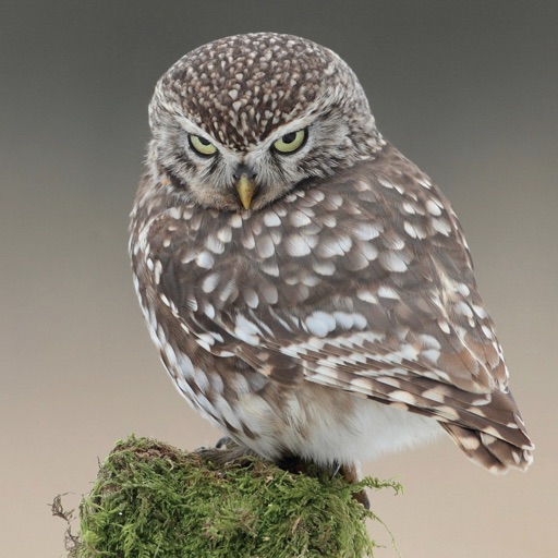 Owls Encyclopedia Pro icon