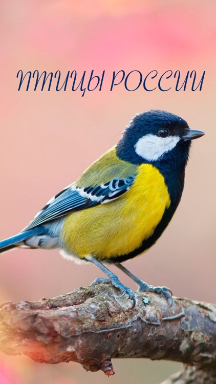 Птицы России - золотые голоса родной природы (free version)