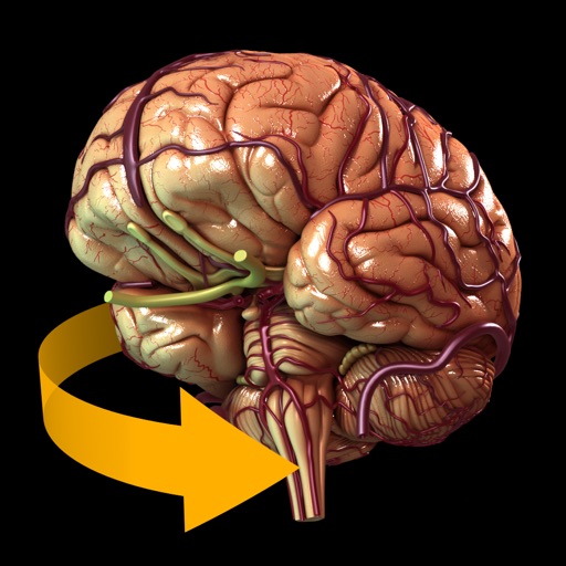 Brain - 3D Atlas of Anatomy icon
