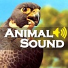Animal Sound Effect Game