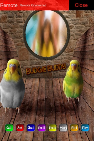 Budgie Buddy screenshot 3