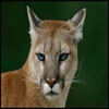 Cougar - Wild Animal Sounds, Ringtones and Alarms