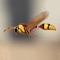 Insects Encyclopedia Pro is a collection where you can find detailed info and great photos about most amazing insects in the world