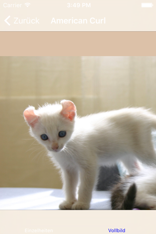 Encyclopaedia of Kittens by Breed - with Cute Pics screenshot 4