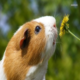 Guinea Pig Communicator