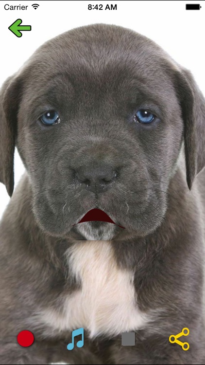 Make My Pet Talk