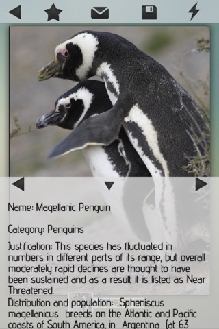 Penguins Guru screenshot 4