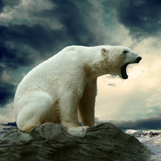 Polar Bear Wallpapers HD: Quotes Backgrounds with Art Pictures icon