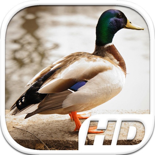Duck Simulator HD Animal Life icon