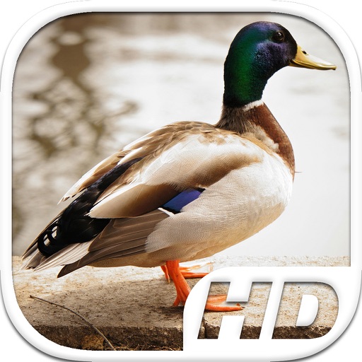 Duck Simulator HD Animal Life Icon