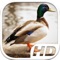 Duck Simulator HD Animal Life
