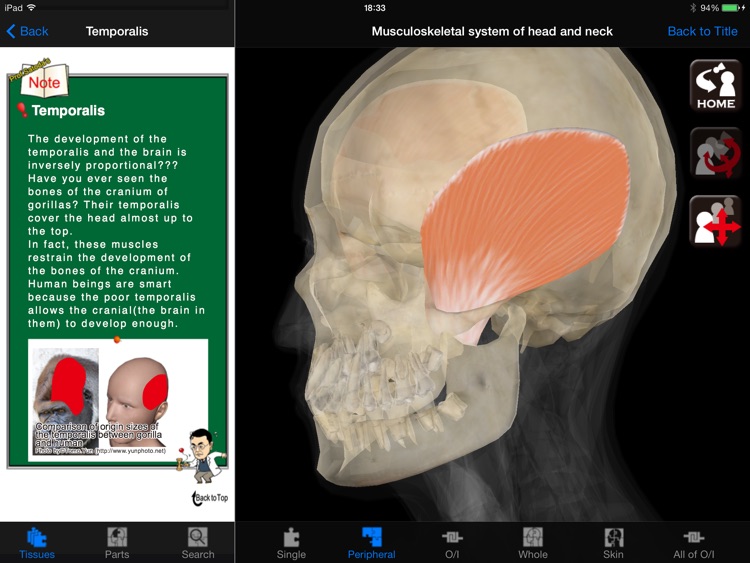 DS ANATOMY HEAD & NECK