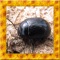Beetle Simulator