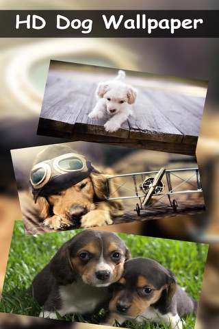 Dog Wallpapers - Lovely Puppy Dog Wallpapers And BackGrounds screenshot 2