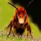 ~ Insect Sounds is an app playing several insect sounds