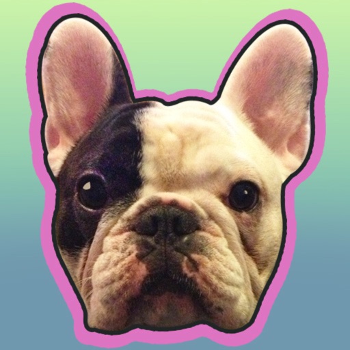 Manny - The Flying Frenchie